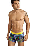 Clever Colorful Forest Boxer